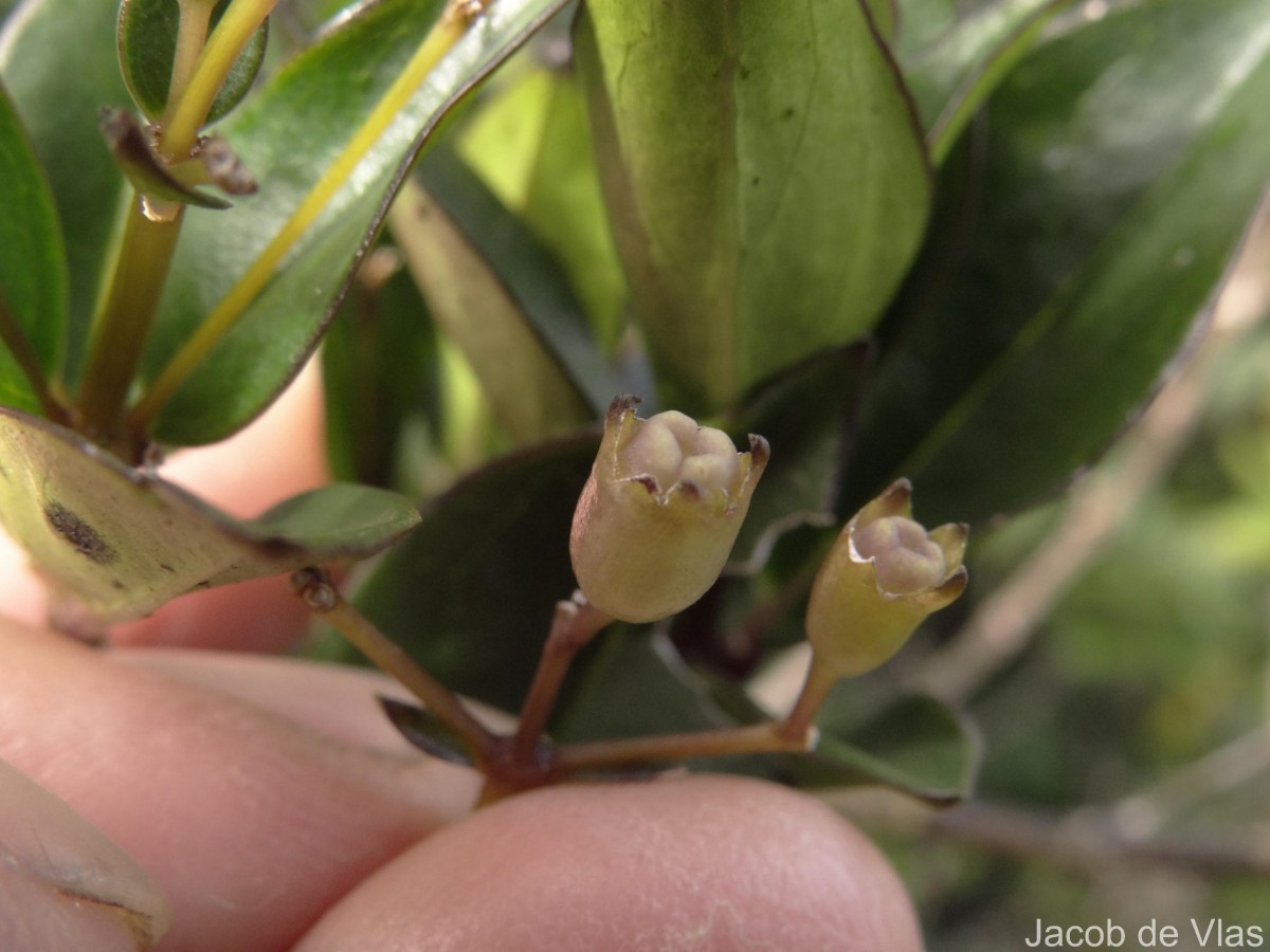 Hedyotis trimenii var. trimenii Deb & Ratna Dutta